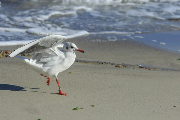 Scamper funny seagull — Stock Photo, Image