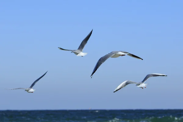 Quatro gaivotas voam — Fotografia de Stock