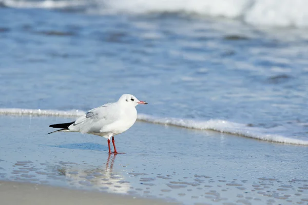 Gaivota jovem na costa — Fotografia de Stock