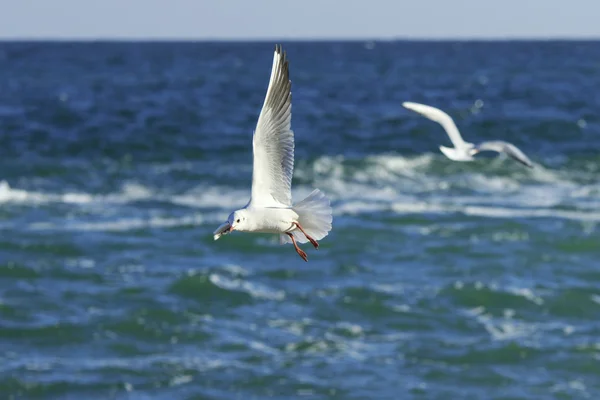 Piruetas de Gaivota acima do mar — Fotografia de Stock