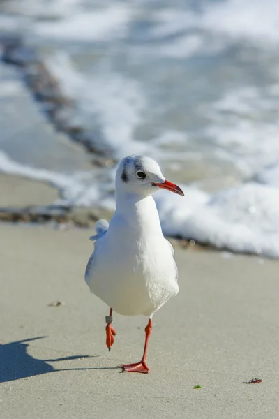 Martı adımları deniz kenarında