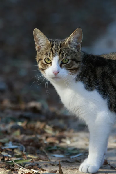 Bakan kedi görünüyor — Stok fotoğraf