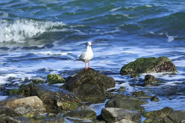 Gaivota na pedra — Fotografia de Stock