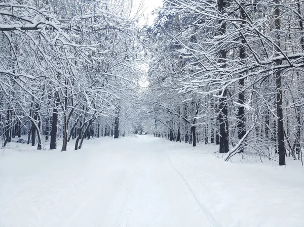 Belle forêt enneigée couverte d'hiver par temps froid et neigeux — Photo
