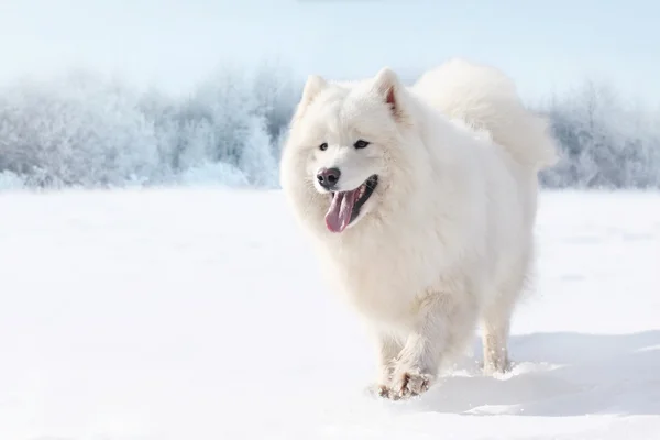 Hermoso perro Samoyedo blanco corriendo en la nieve en el día de invierno —  Fotos de Stock