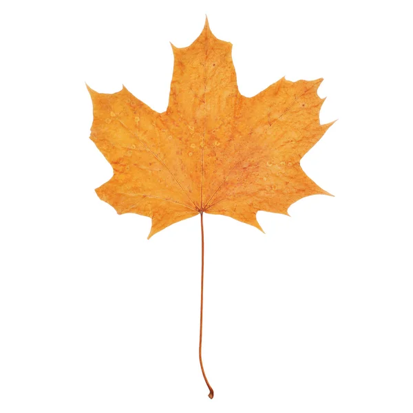 Folha de bordo de outono isolada em um fundo branco — Fotografia de Stock