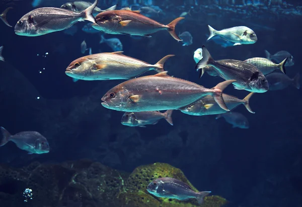 Mundo subaquático incrível, cardume de peixes tropicais de prata brilhante — Fotografia de Stock
