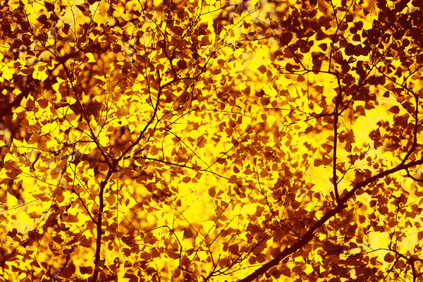 Autumn sunny background, sunlight shines through yellow leaves o