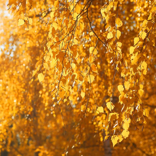 Branches of a tree with yellow autumn leaves — Stock Photo, Image