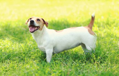 Jack Russell Terrier 'ın köpeği yaz güneşli bir günde yeşil çimlere bakıyor.