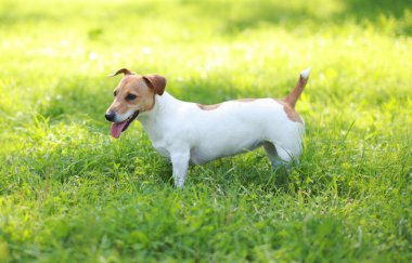 Jack Russell Terrier 'ın köpeğini güneşli yaz gününde çimlerin üzerinde kapayın.