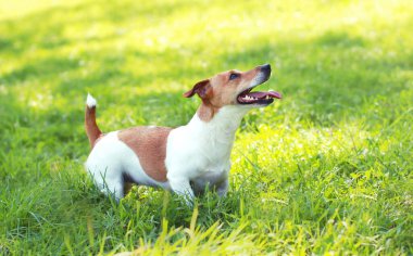 Güneşli yaz parkında yeşil çimlerde oynayan Jack Russell Terrier köpeğini kapatın.