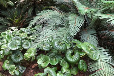 Farklı bitki ve ağaçlara sahip güzel bir tropik bahçe.