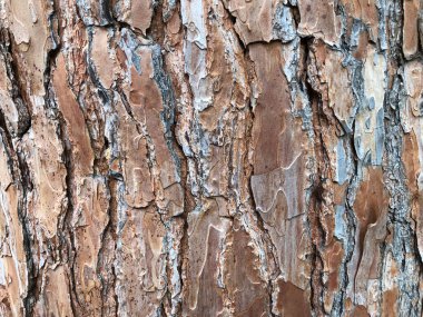 Makro resim dokusunu kapat Altın ağaç kabuğu