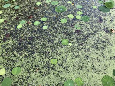 Yeşil bataklık, bitkilerin ve çalılıkların olduğu bataklık, üst manzara.