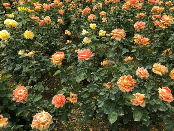 Viele Schöne Zarte Rosen Blühen Garten — Stockfoto