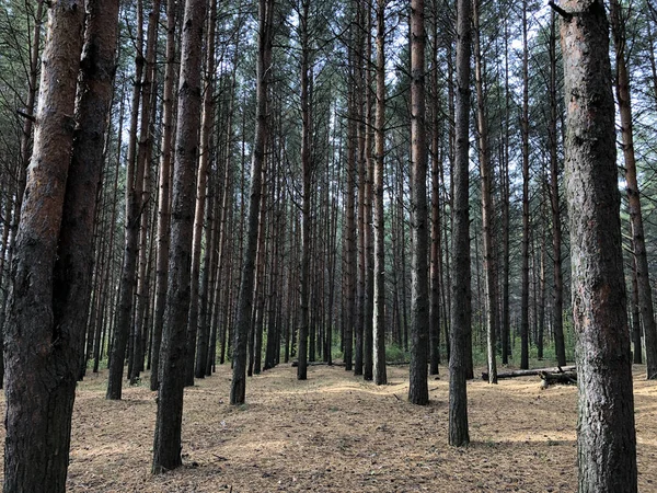 Forêt Dense Sombre Effrayante Nombreux Troncs Arbres Arrière Plan Naturel — Photo