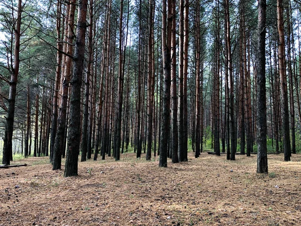 Темный Густой Лес Много Стволов Деревьев Природный Фон — стоковое фото