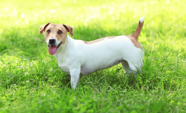 Primer Plano Jack Russell Terrier Perro Hierba Verde Soleado Día — Foto de Stock