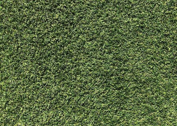 Nature Concept Fresh Green Grass Texture Background — Stock Photo, Image
