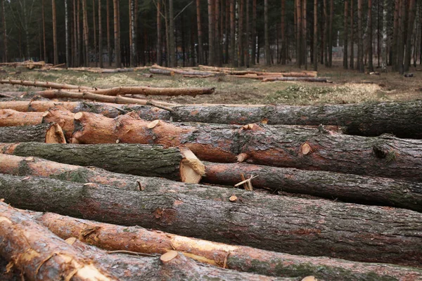 森林破壊 森の中の木の伐採と伐採 — ストック写真
