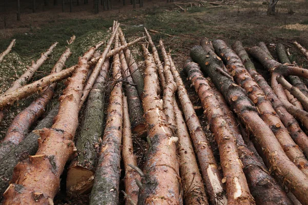 Environnement Nature Déforestation Abattage Abattage Arbres Dans Une Forêt — Photo