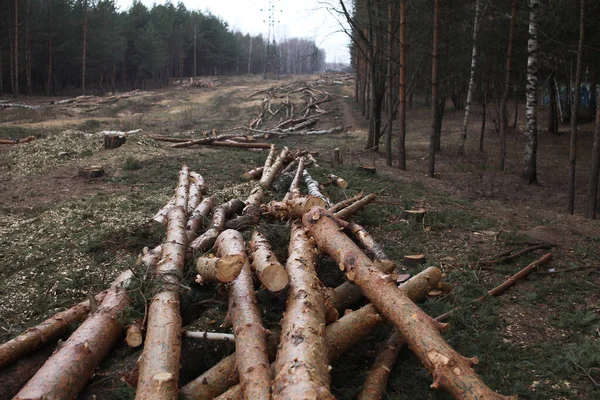 Environment Nature Deforestation Cutting Felling Trees Forest — Stock Photo, Image