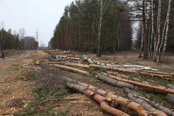 Ambiente Natura Deforestazione Abbattimento Abbattimento Alberi Una Foresta — Foto Stock