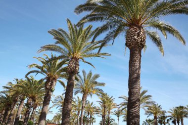Gökyüzü arka planında palmiye ağaçları, seyahat, tatil, doğa ve yaz tatilleri konsepti