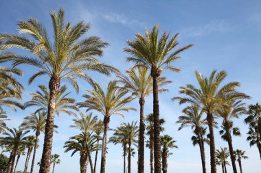 Gökyüzü arka planında palmiye ağaçları, seyahat, tatil, doğa ve yaz tatilleri konsepti