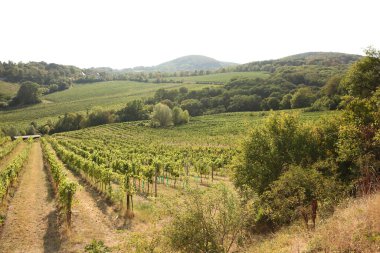Üzüm ağaçları üzüm bahçesinde yetişiyor, şarap endüstrisinde.
