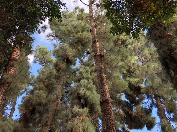 Rigogliosi Pini Delle Canarie Una Fitta Foresta Isola Tenerife Paesaggio — Foto Stock