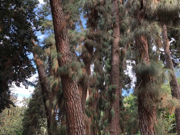 Rigogliosi Pini Delle Canarie Una Fitta Foresta Isola Tenerife Paesaggio — Foto Stock