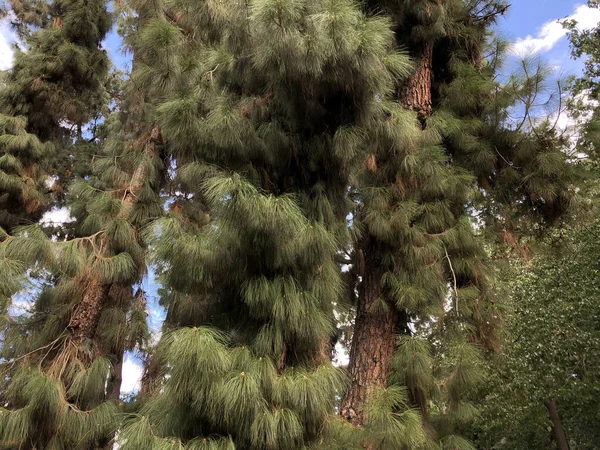 Lush Canary Pine Trees Dense Forest Tenerife Island Nature Landscape — Stock Photo, Image