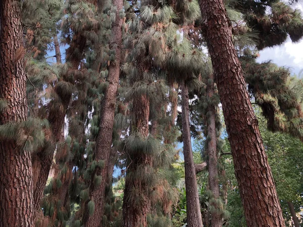 Rigogliosi Pini Delle Canarie Una Fitta Foresta Isola Tenerife Paesaggio — Foto Stock