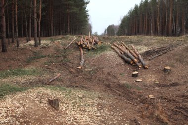 Çevre, doğa ve ormanların yok edilmesi - bir ormanda ağaçların kesilmesi ve kesilmesi