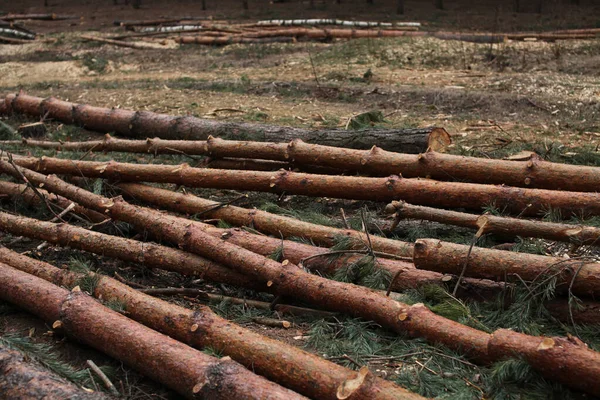 Περιβάλλον Φύση Και Αποψίλωση Των Δασών Κοπή Και Υλοτομία Των — Φωτογραφία Αρχείου