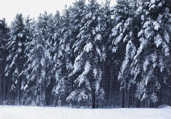 Forêt d'hiver — Photo