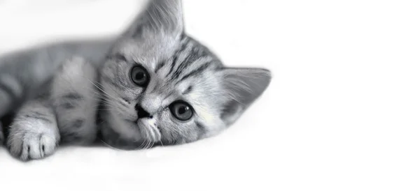 Şirin kedi yavrusu yalanlar — Stok fotoğraf