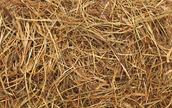 Hay texture, closeup — Stock Photo, Image