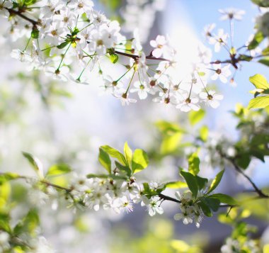 Çiçek açan ağaç