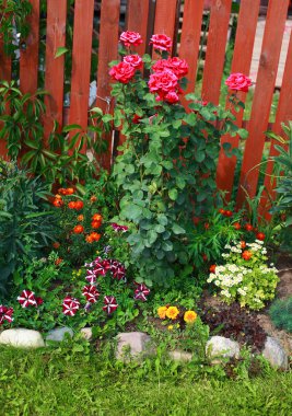 Bahçe çiçek, flowerbed