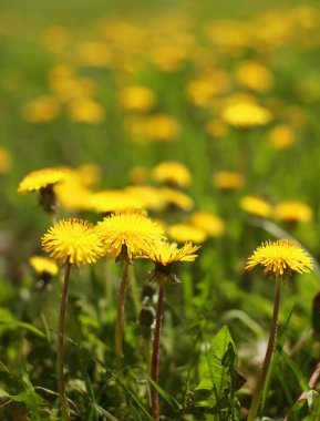 güneşli sarı dandelions portre