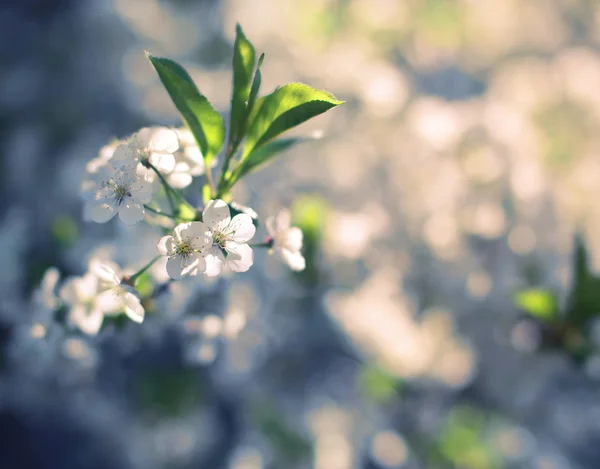 Virágos tavaszi elmosódott háttér, szelektív összpontosít — Stock Fotó