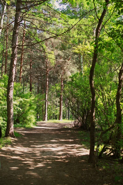 Floresta das fadas — Fotografia de Stock