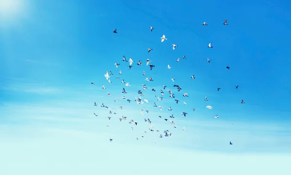 Himmel, Zugvögel — Stockfoto