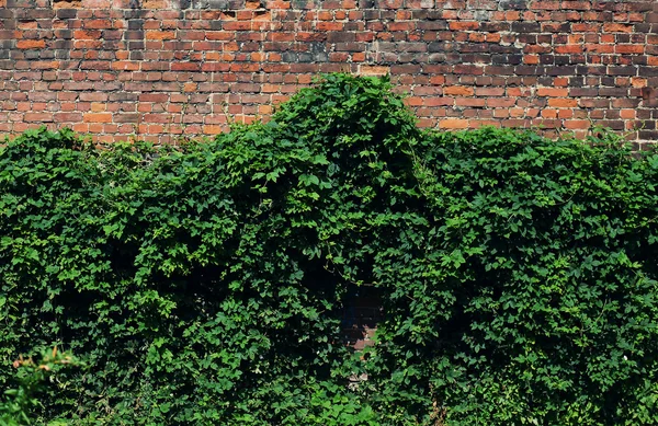 Grüne Ziegelfassade — Stockfoto