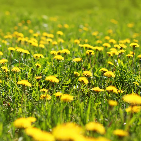 Sunny primavera sfondo campo giallo denti di leone — Foto Stock