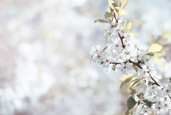 Vintage natura di sfondo, albero in fiore — Foto Stock