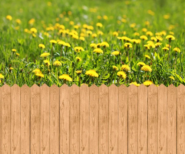 Recinzione in legno e prato con denti di leone — Foto Stock